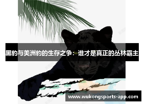 黑豹与美洲豹的生存之争：谁才是真正的丛林霸主